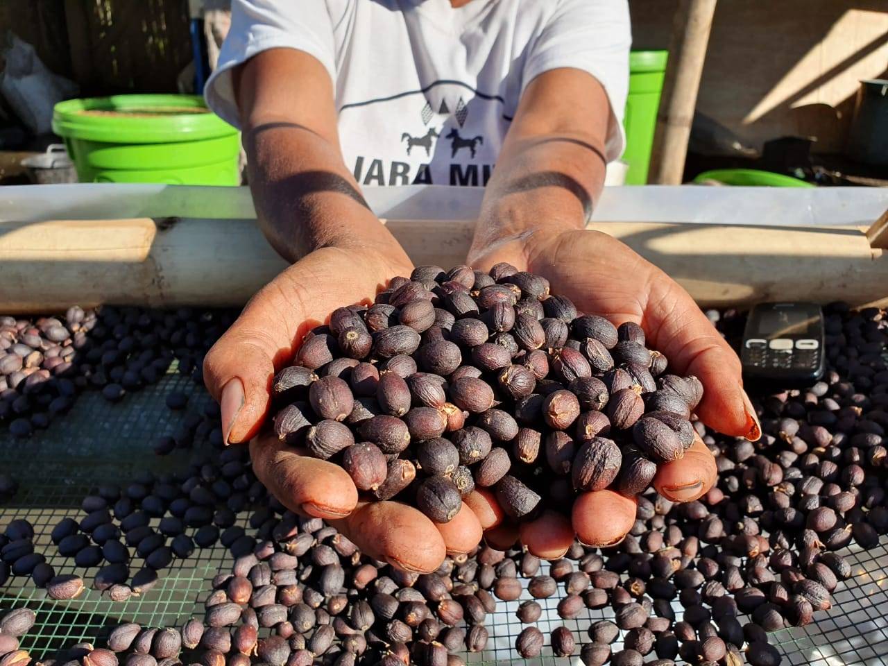 Podkawa kawa z Indonezjii